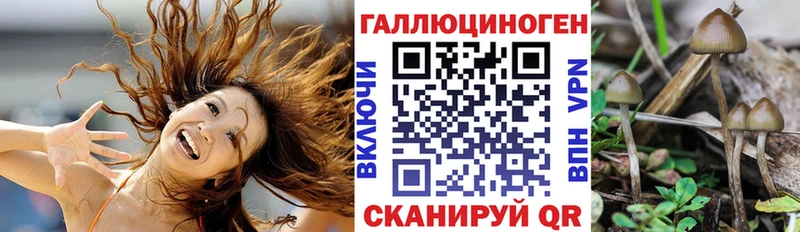 закладка  Багратионовск  Псилоцибиновые грибы мицелий 
